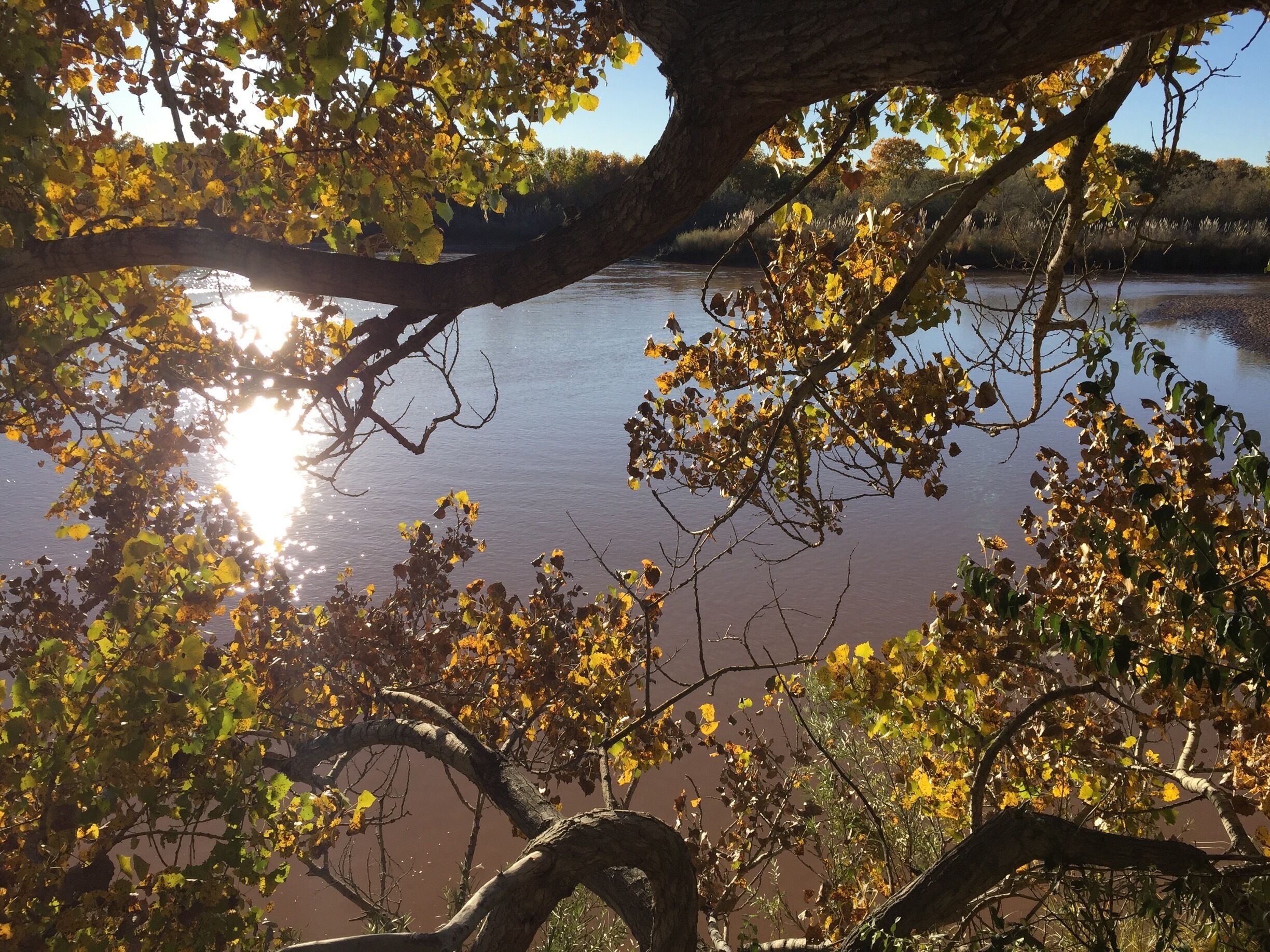 The Rio Grande bosque is stunning in late fall as the final leaves make their changes, particularly in the golden hour just before sunset. 