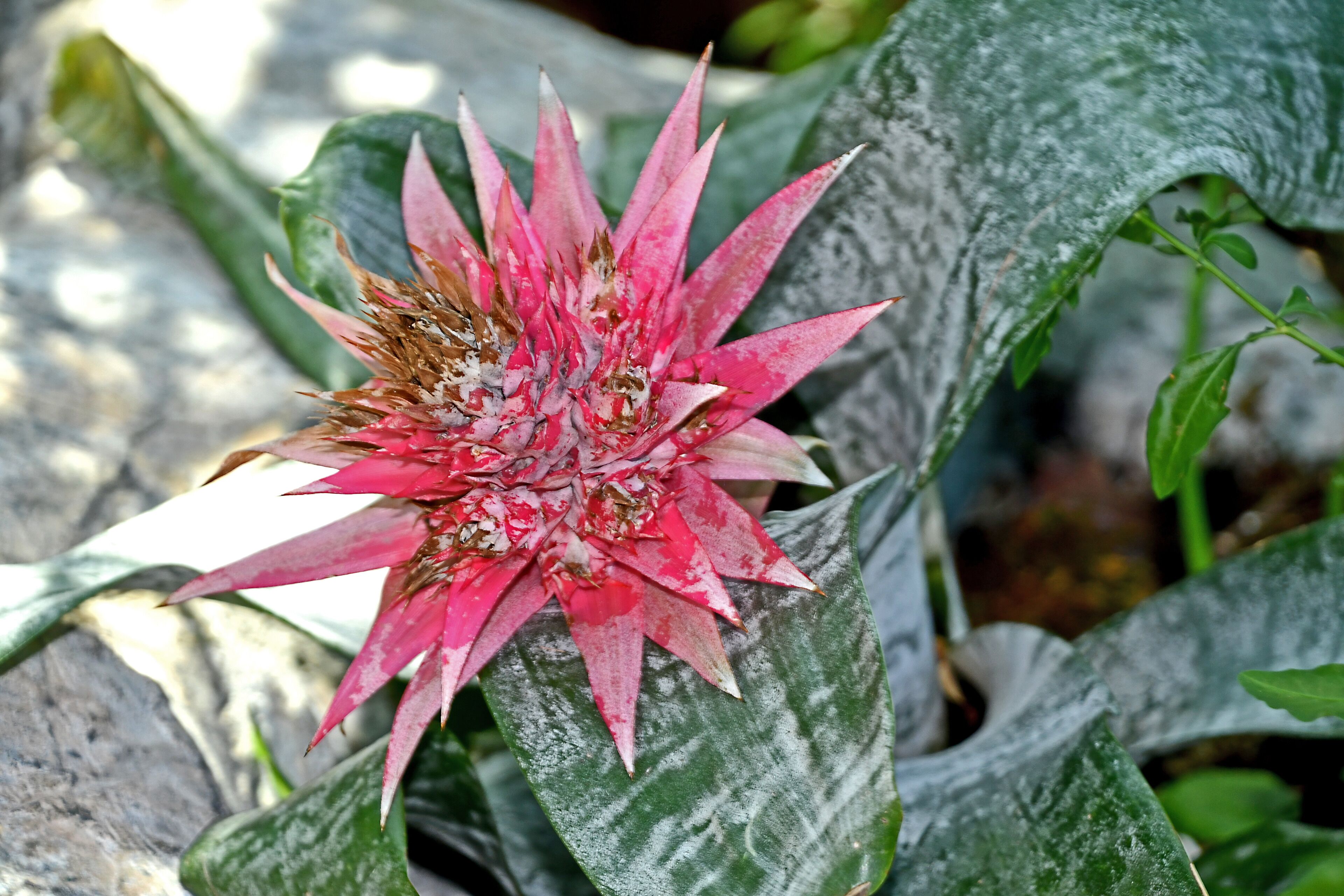 Albuquerque has a beautiful botanical garden. A mid-October visit rewarded us with quite a number of blooms.

#Trovember