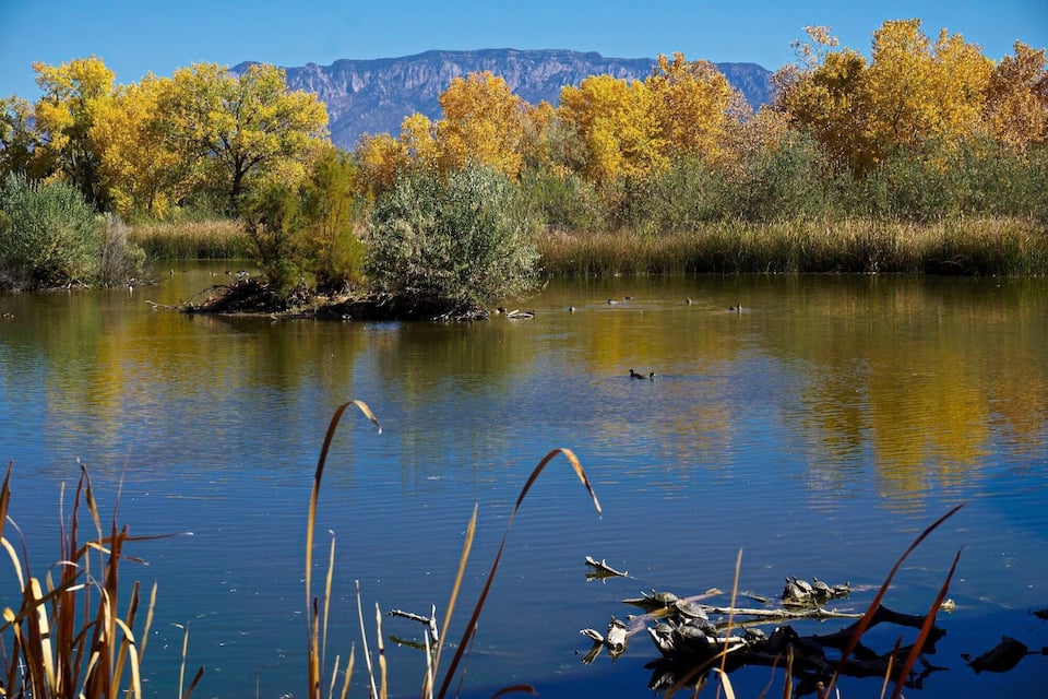 Un río tranquilo con patos, rodeado de árboles de colores otoñales y montañas al fondo.