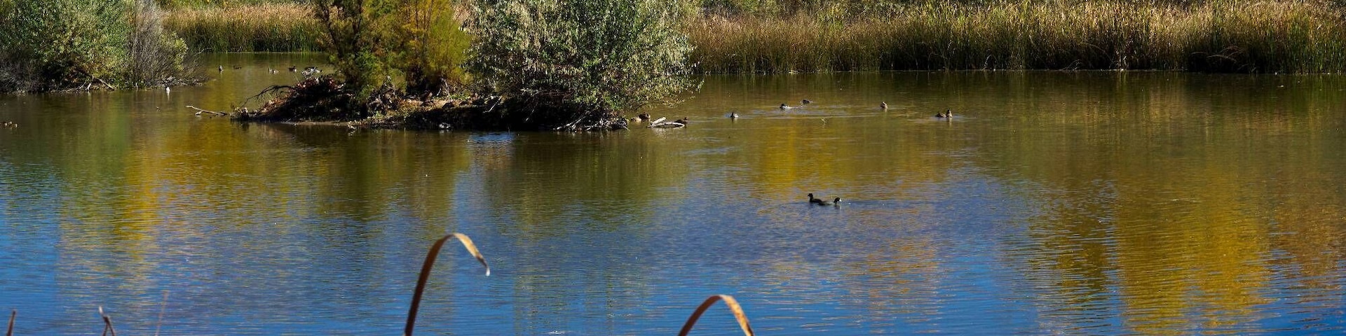 Autumn in Albuquerque, NM, and the changing colors during October.
The Nature Center has a walking, jogging, biking trail that extends from one end of Albuquerque to another along the Rio Grande river. Great walk, ride, hike at any time of the year but especially during the fall.