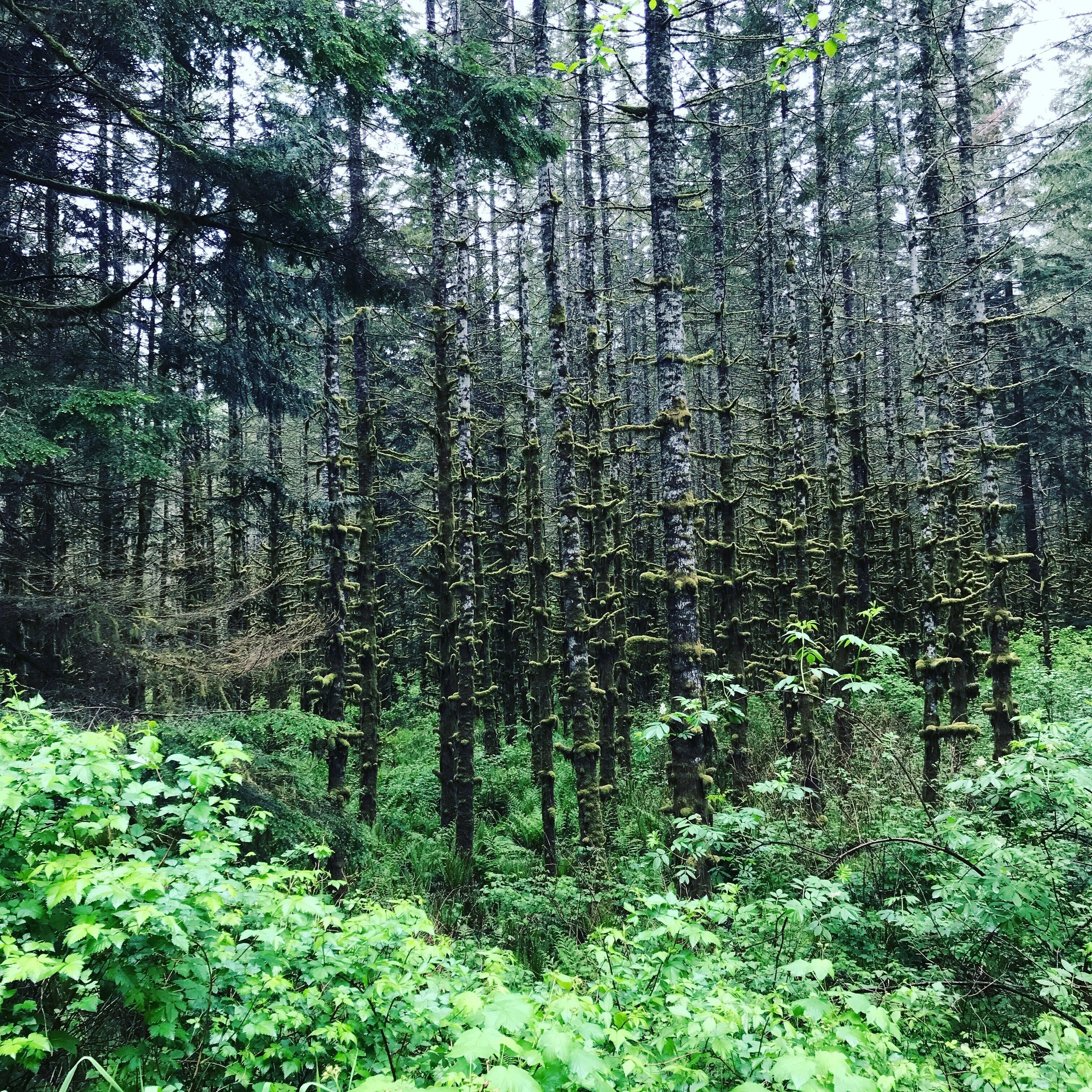 A lovely shady hike in the woods of WA. Friends and I hiked to find a small waterfall. The greenery and sounds of nature were very relaxing. #Adventure