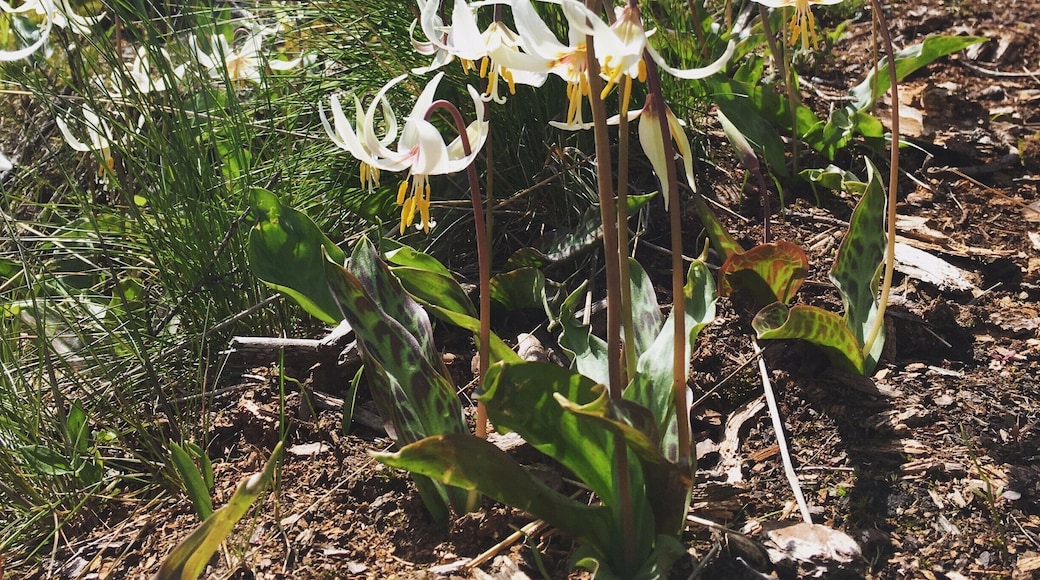 Early May is the time of year to see fawn lilies on this excellent day hike. Perfect for families. Leashed dogs ok too.
It has views from east to west of the san juan islands and if you are lucky, Mt. Baker too.