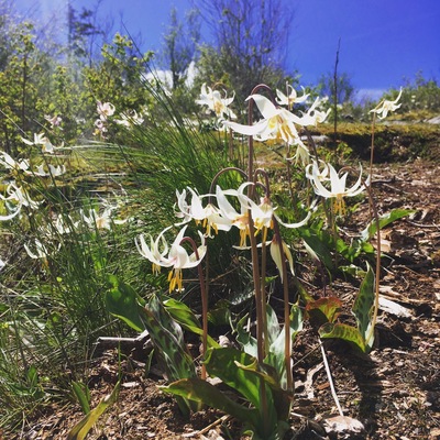 Early May is the time of year to see fawn lilies on this excellent day hike. Perfect for families. Leashed dogs ok too.
It has views from east to west of the san juan islands and if you are lucky, Mt. Baker too.