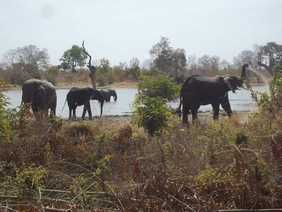 Elephants in nature.