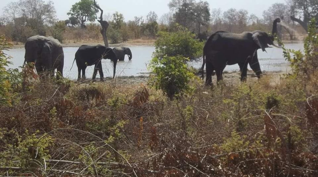 Elephants in nature.