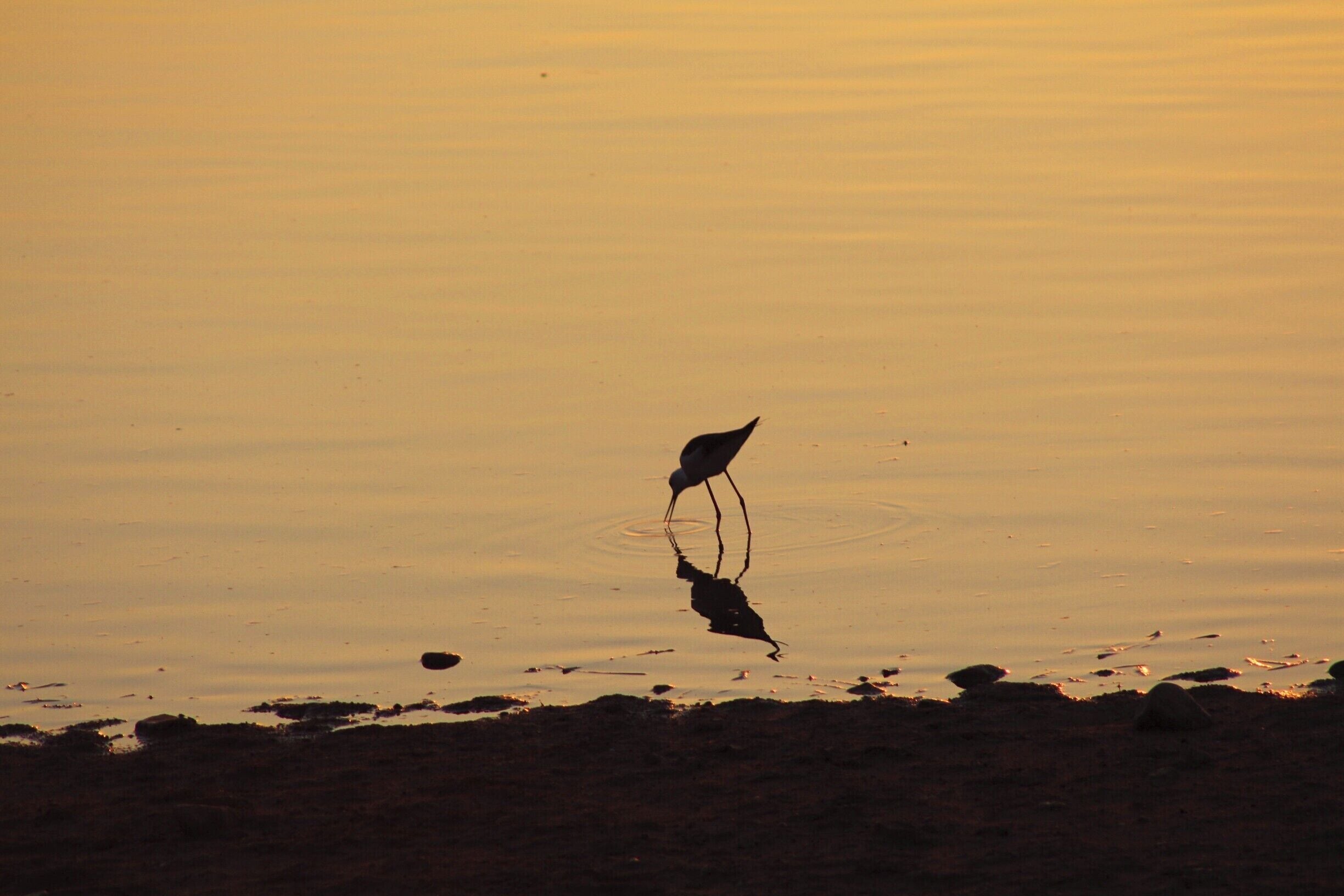 Bird catching food during sunset