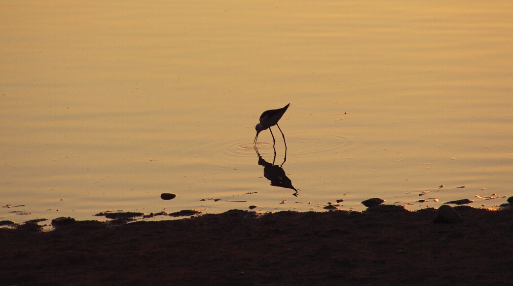 Bird catching food during sunset