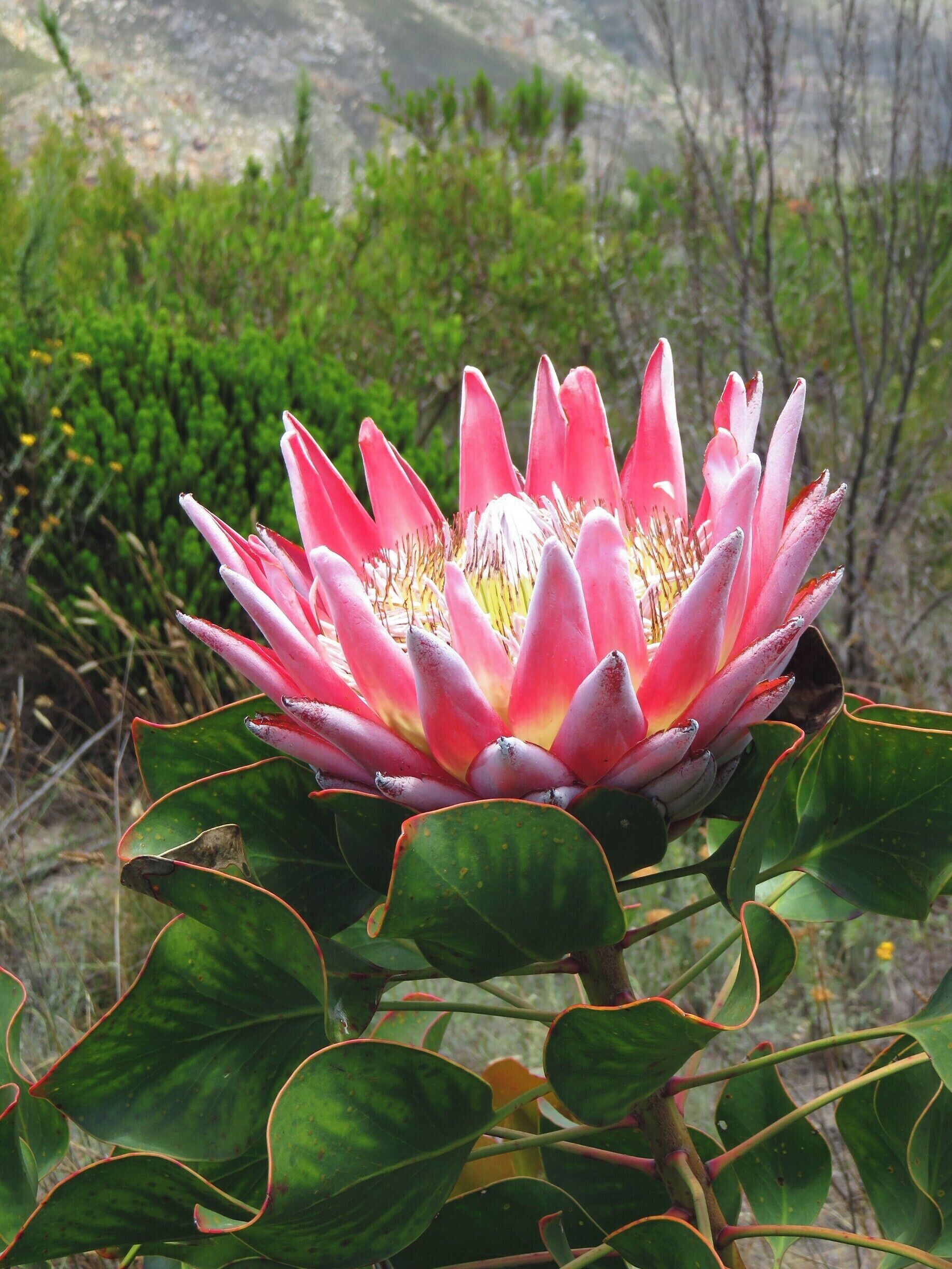 #Protea