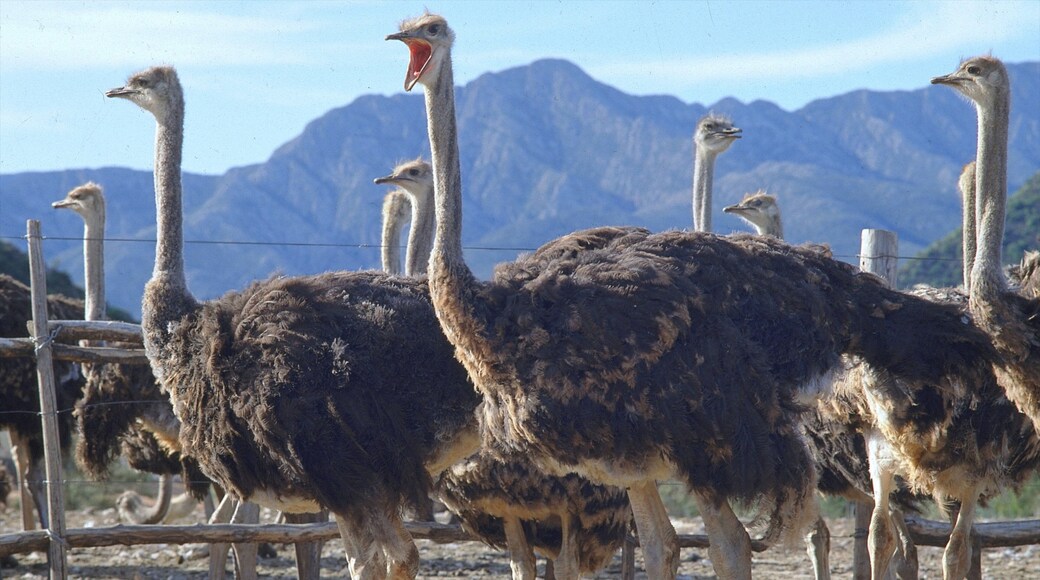 Oudtshoorn que incluye animales terrestres y vida de las aves