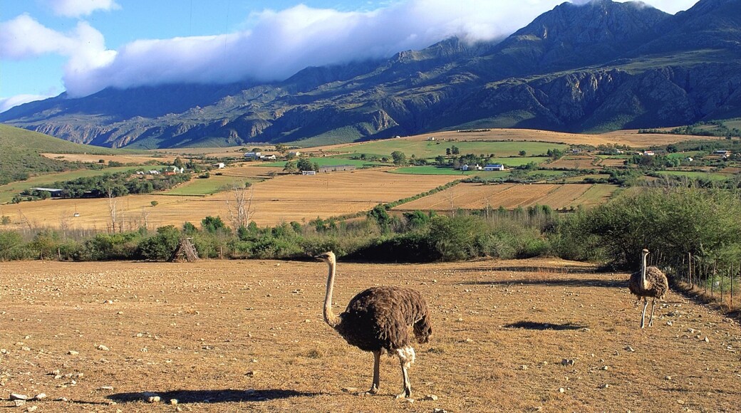 Oudtshoorn ofreciendo montañas, vida de las aves y vistas de paisajes