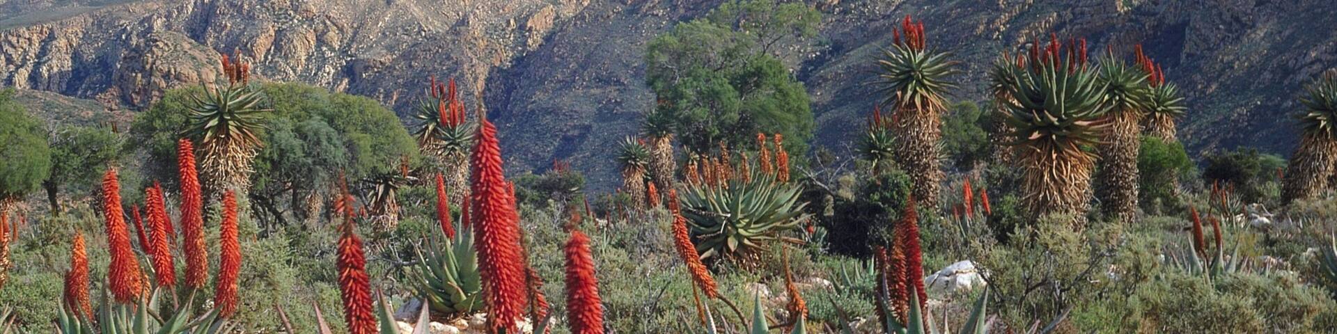 Oudtshoorn which includes wildflowers, tranquil scenes and landscape views