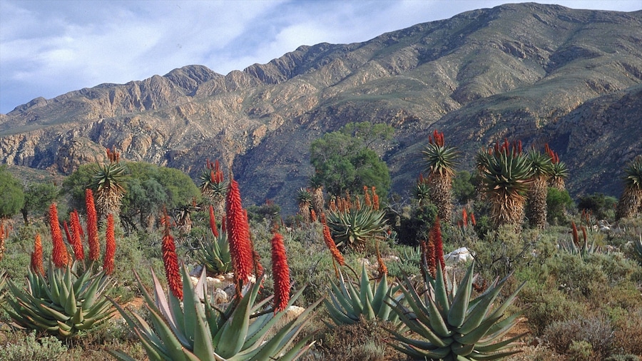 Oudtshoorn which includes wildflowers, tranquil scenes and landscape views