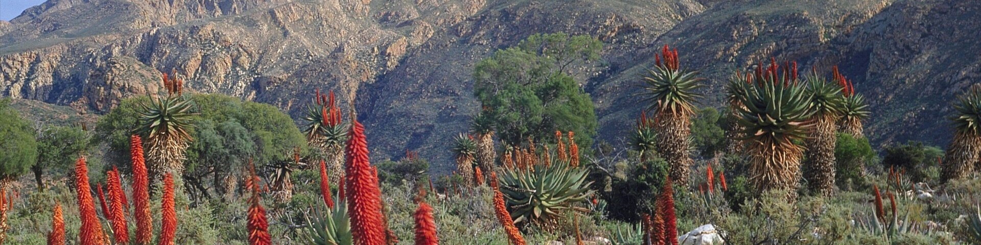 Oudtshoorn which includes wildflowers, tranquil scenes and landscape views