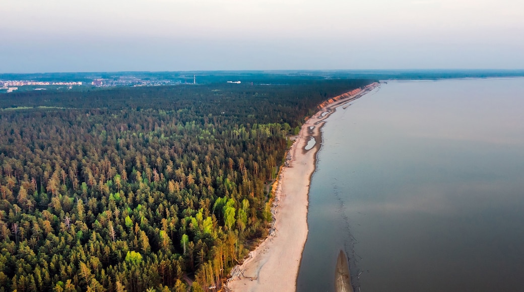 Une forĂȘt cĂŽtiĂšre bordĂ©e dâune plage de sable et donnant sur une Ă©tendue dâeau calme.