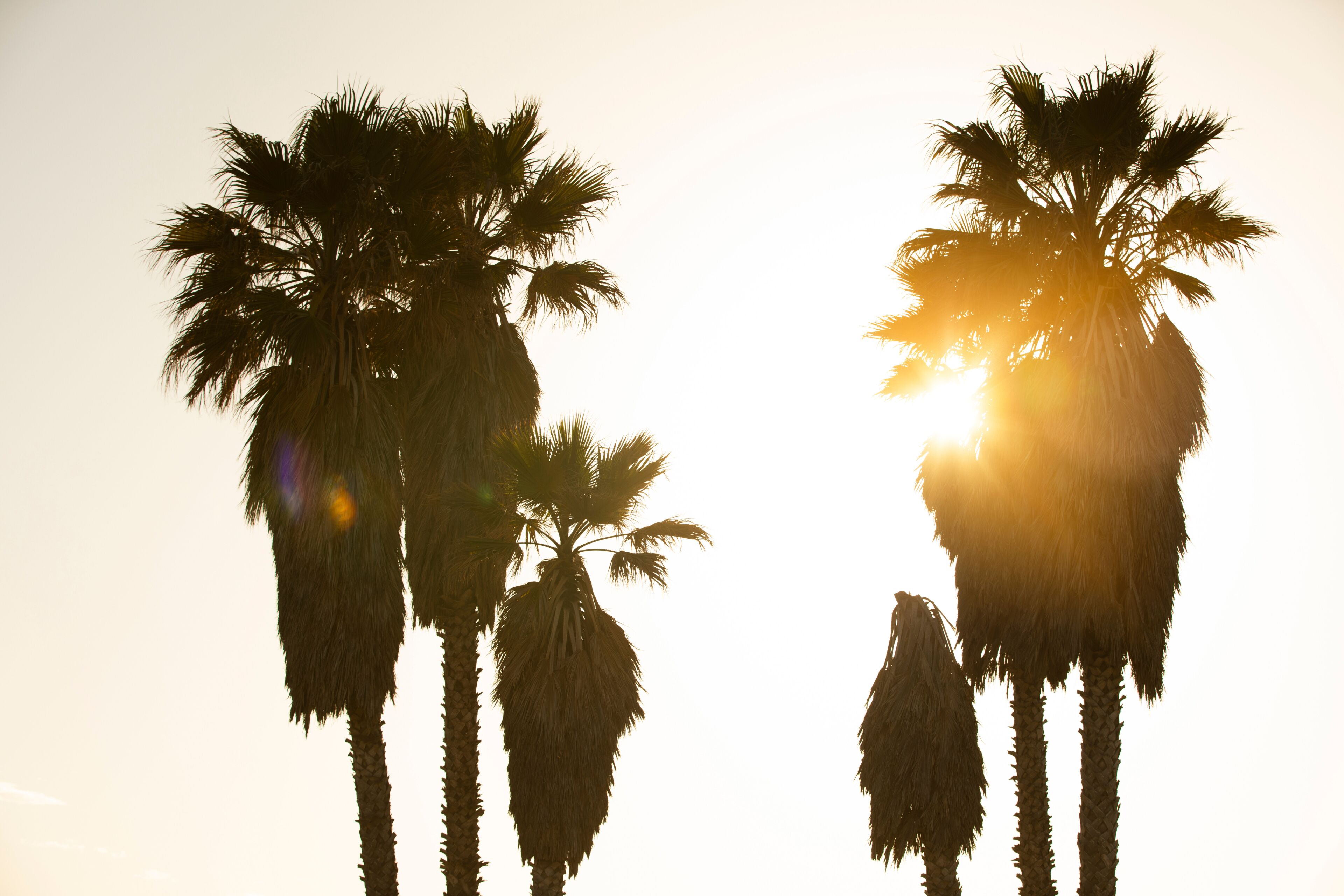 Late afternoon view of palm trees along the coast of Oxnard, California, USA.