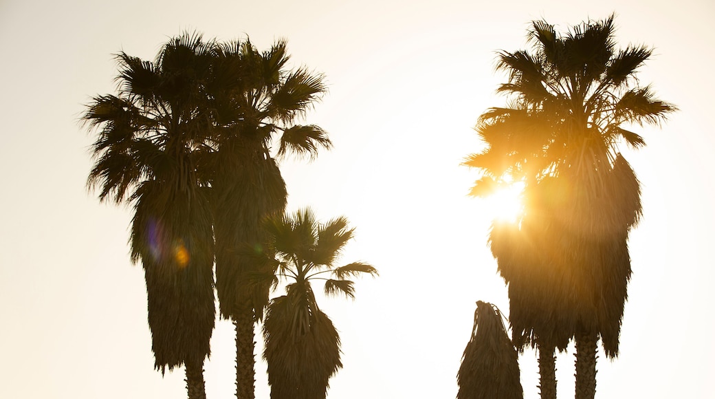 Late afternoon view of palm trees along the coast of Oxnard, California, USA.