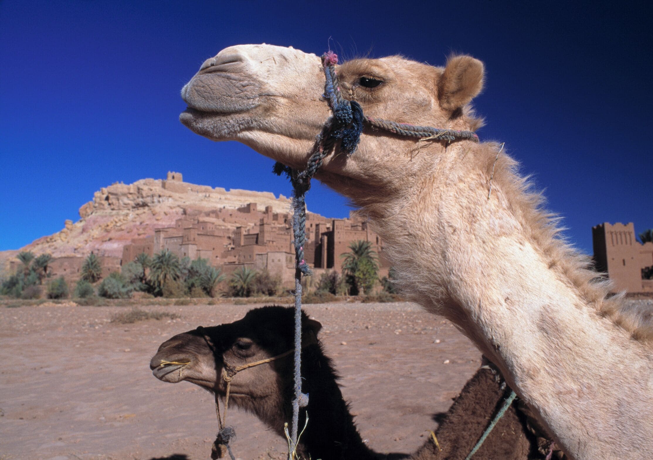 Morocco, Camels with Quarzazate city in background