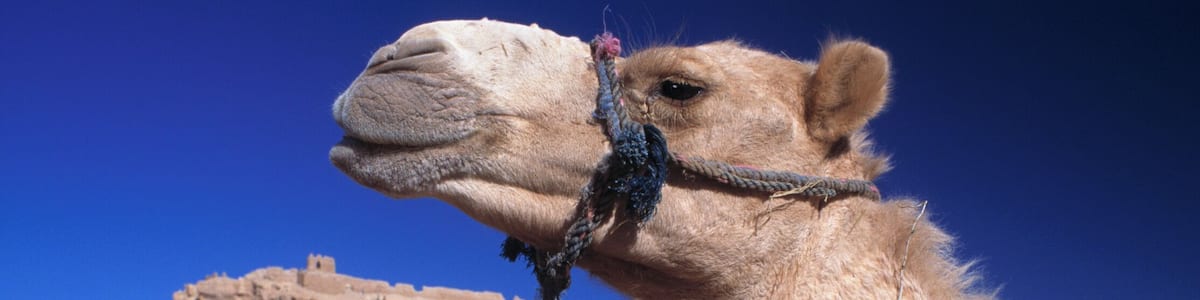 Morocco, Camels with Quarzazate city in background