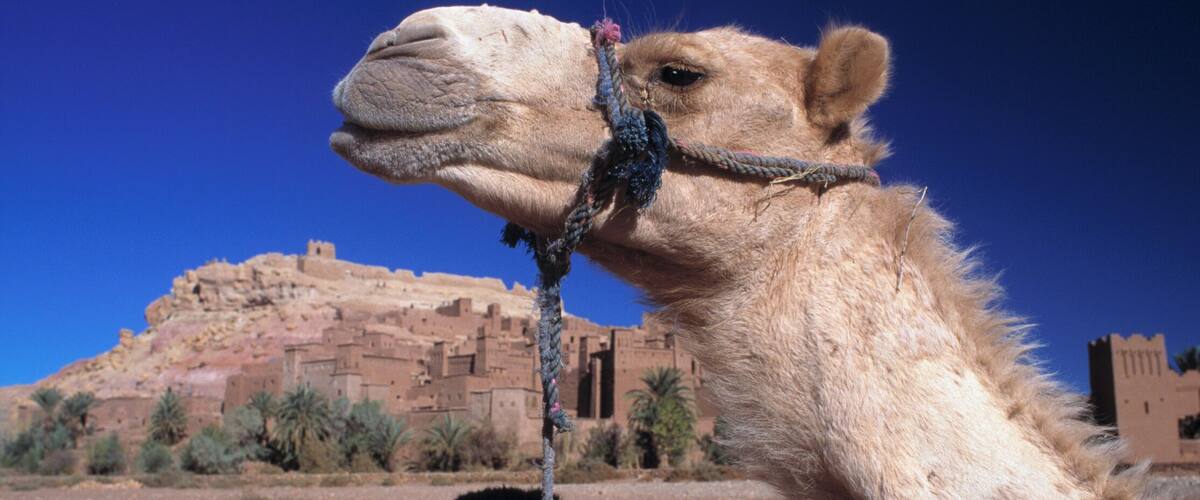 Morocco, Camels with Quarzazate city in background