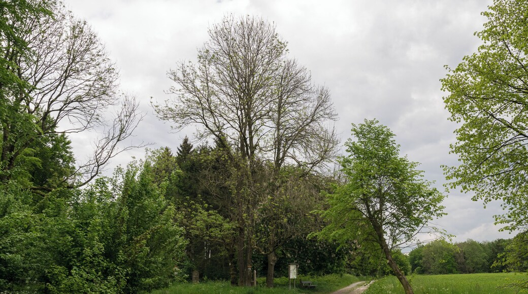 Landschaftsschutzgebiet FFH-Gebiet Egge in Paderborn-Neuenbeken, Kreis Paderborn