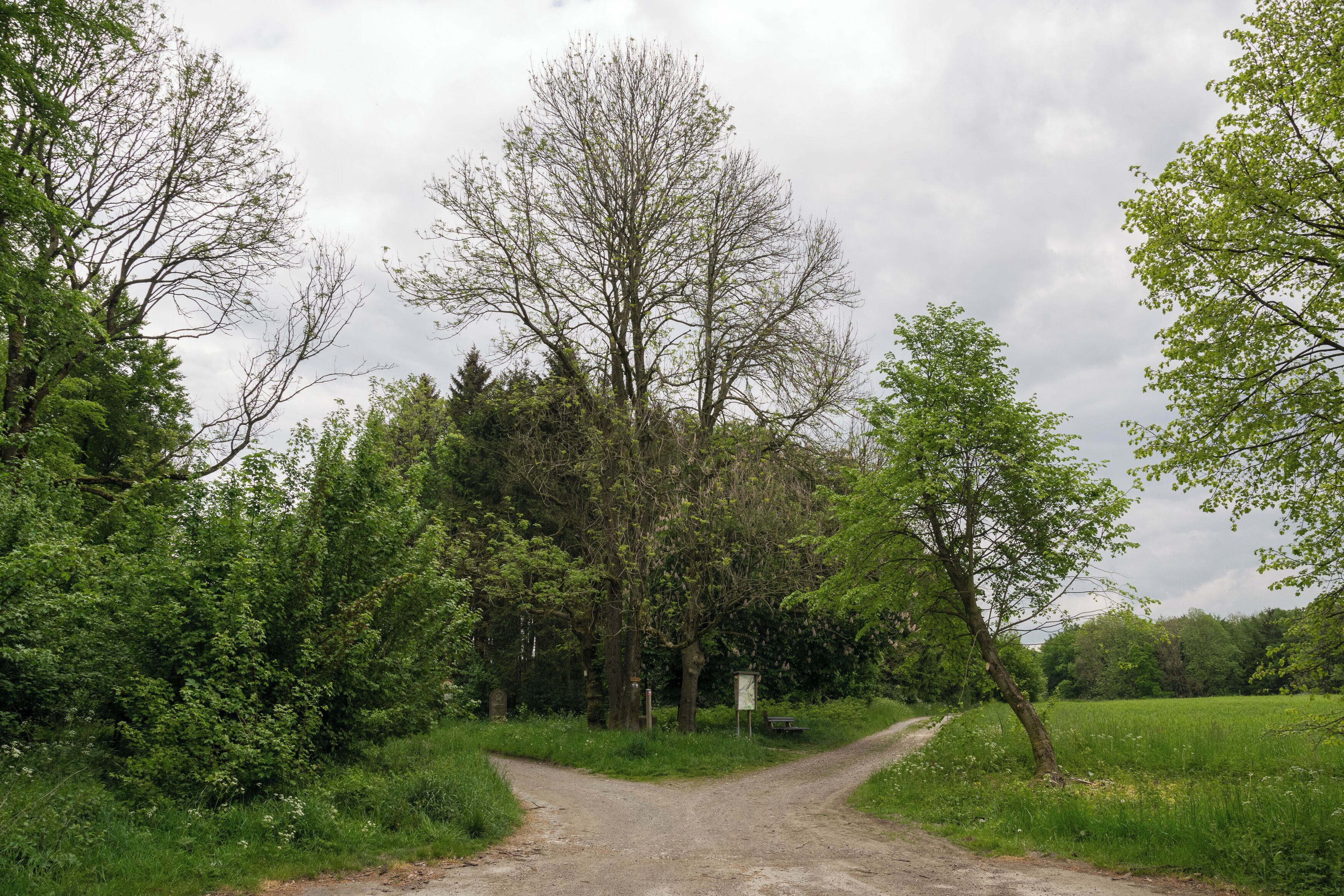 A rural dirt road leading to a large tree in a green field.