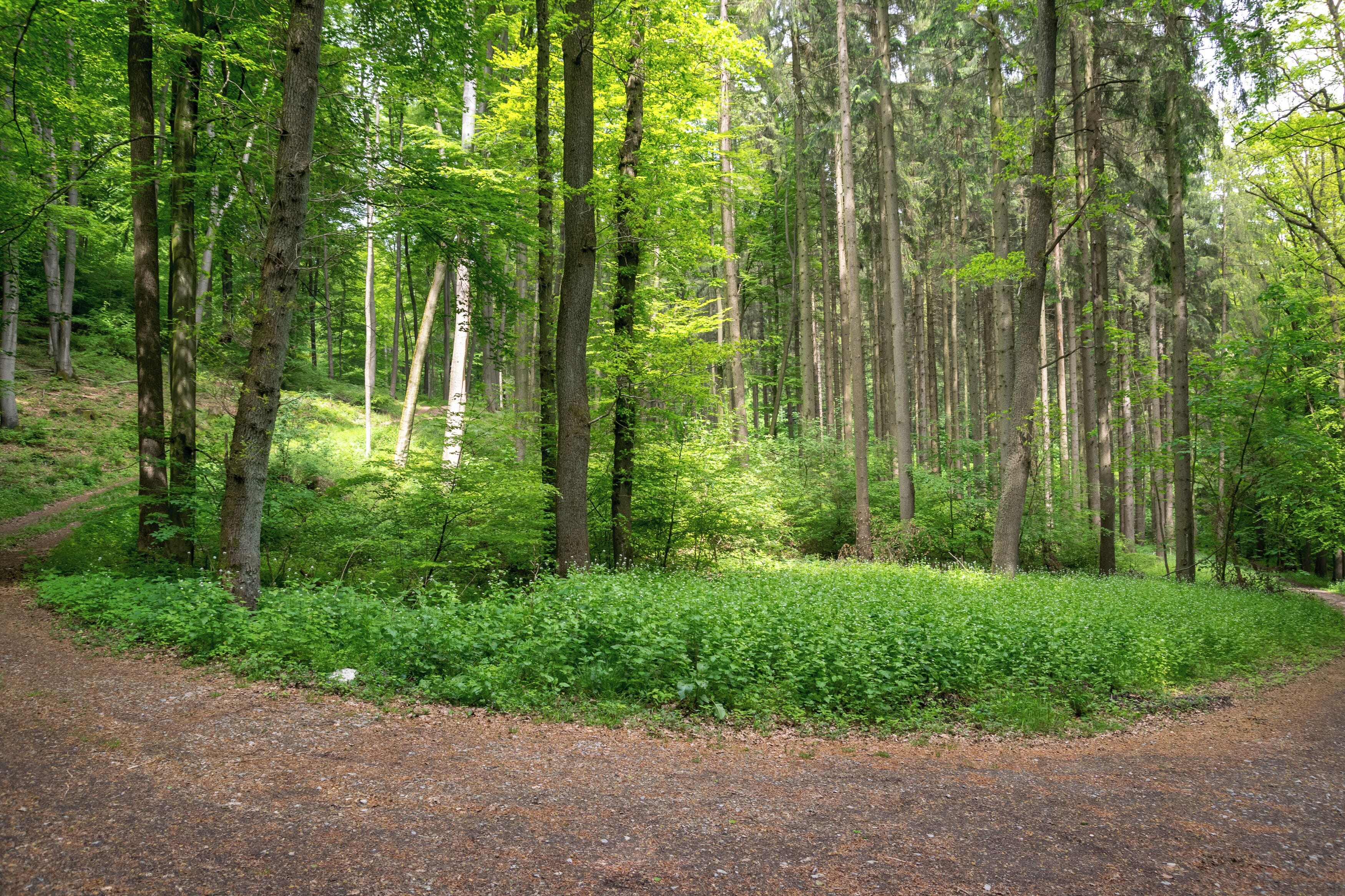 Naturschutzgebiet Egge-Nord in Paderborn, Kreis Paderborn