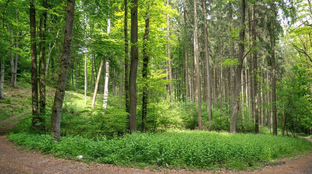 Naturschutzgebiet Egge-Nord in Paderborn, Kreis Paderborn