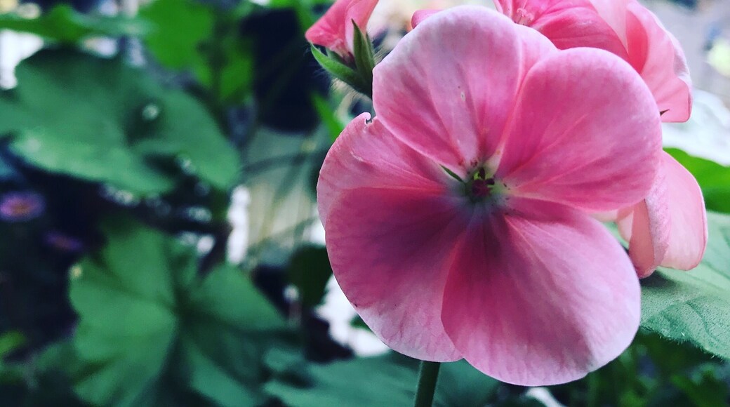 Quartier de la Maison-Blanche