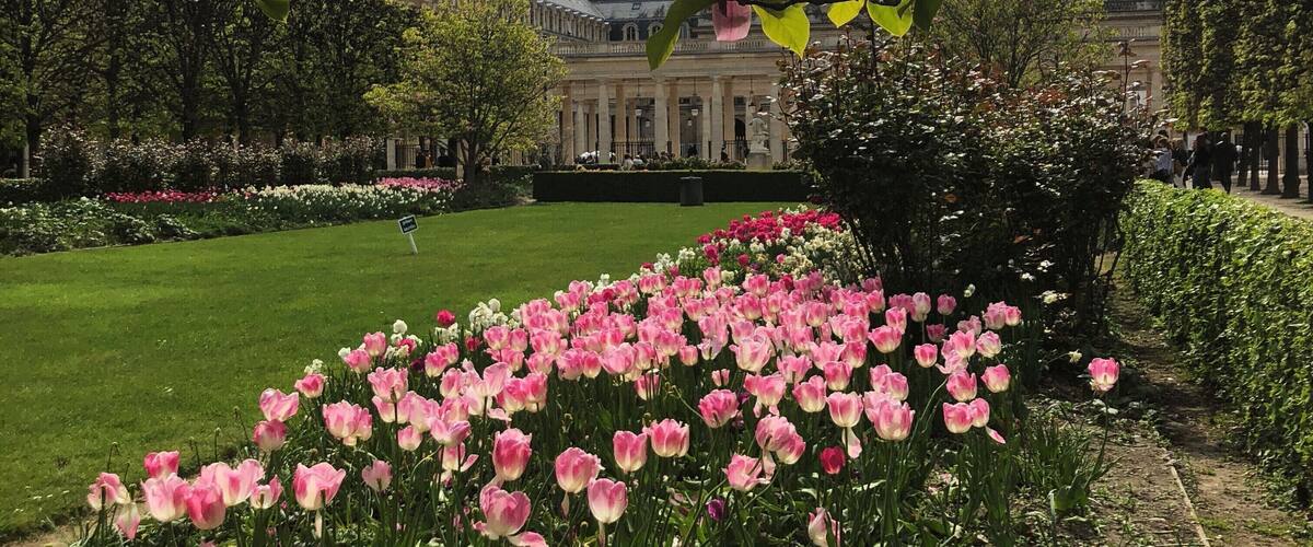 Pink Garden (Paris - France)
#paris #france #europe
April 2019 - iPhone 8