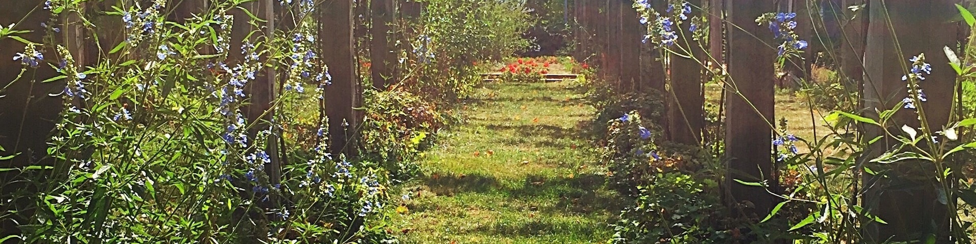 Parc de Bercy (Paris - France)
August 2016 - Iphone 6
#Park #Paris #France #Europe
