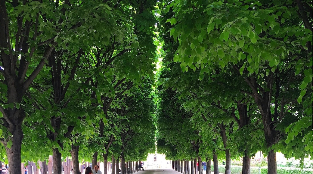 strolling through the gardens of the Palais Royal on a beautiful afternoon.