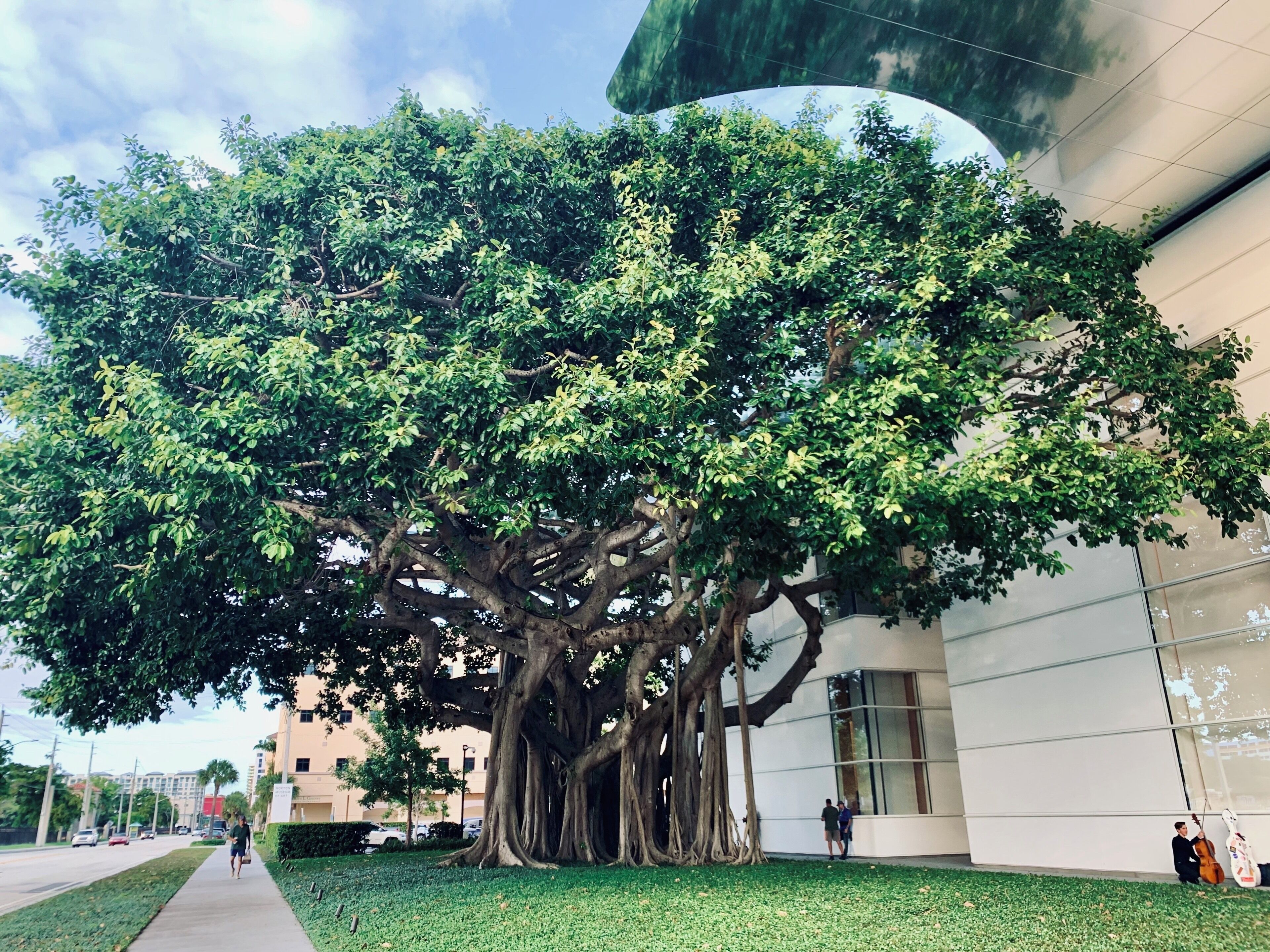 So if you ever go to West Palm Beach this museum is a must. By the way LOOK AT THAT TREE 💚💚
