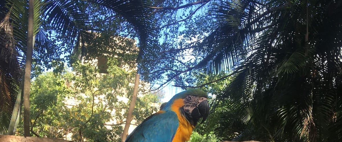 Blue and Gold Macaw. It's a large South American bird. They are very smart and can be taught tricks. 
#BlueandGoldMacaw