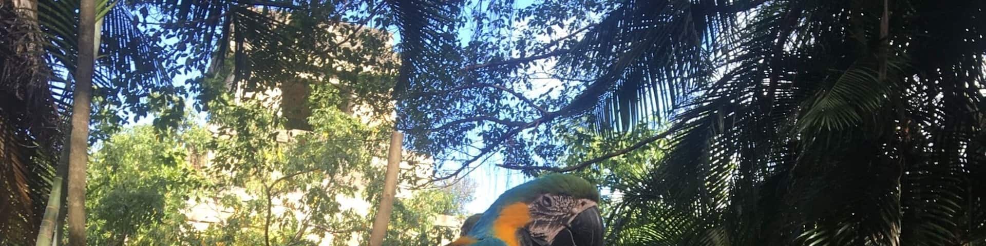 Blue and Gold Macaw. It's a large South American bird. They are very smart and can be taught tricks.
#BlueandGoldMacaw