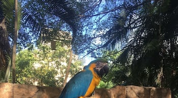 Blue and Gold Macaw. It's a large South American bird. They are very smart and can be taught tricks.
#BlueandGoldMacaw