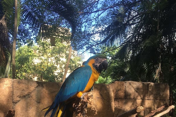 Blue and Gold Macaw. It's a large South American bird. They are very smart and can be taught tricks.
#BlueandGoldMacaw