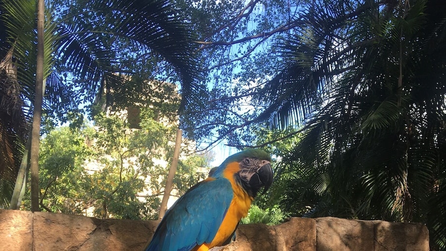 Blue and Gold Macaw. It's a large South American bird. They are very smart and can be taught tricks.
#BlueandGoldMacaw