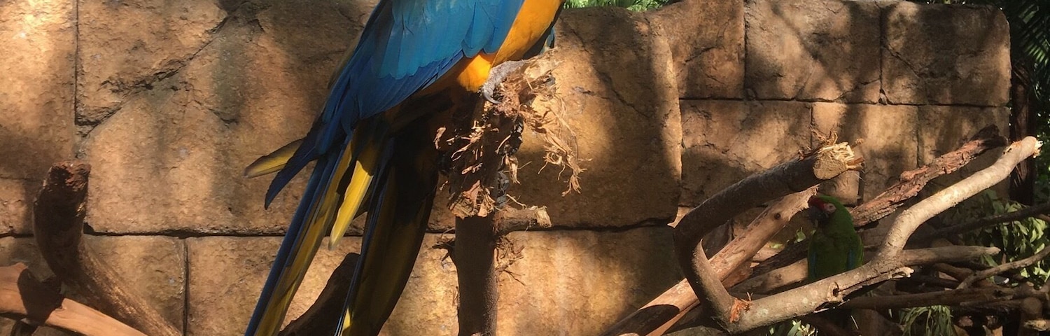 Blue and Gold Macaw. It's a large South American bird. They are very smart and can be taught tricks.
#BlueandGoldMacaw