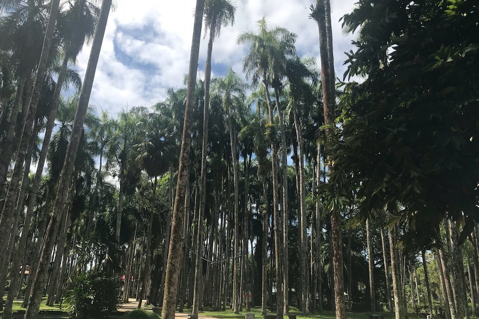 Een dicht bos van hoge palmstruiken met een heldere lucht.