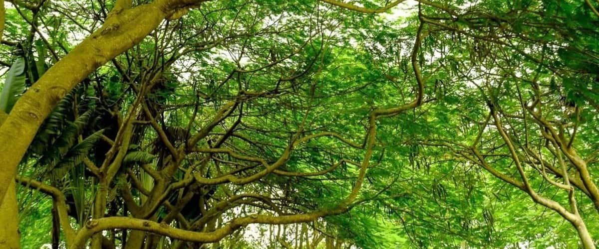 Beautiful park in Abuja, perfect for a picnic, walks and yoga. #nature #abuja #park