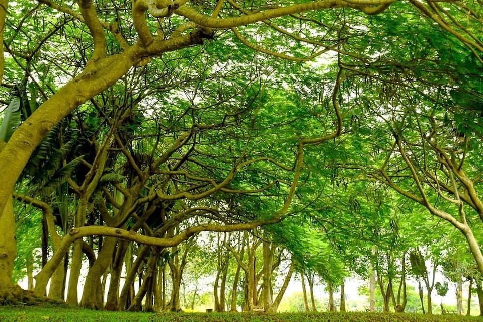 Un bosque denso con ramas de árboles entrelazadas y un follaje verde exuberante.