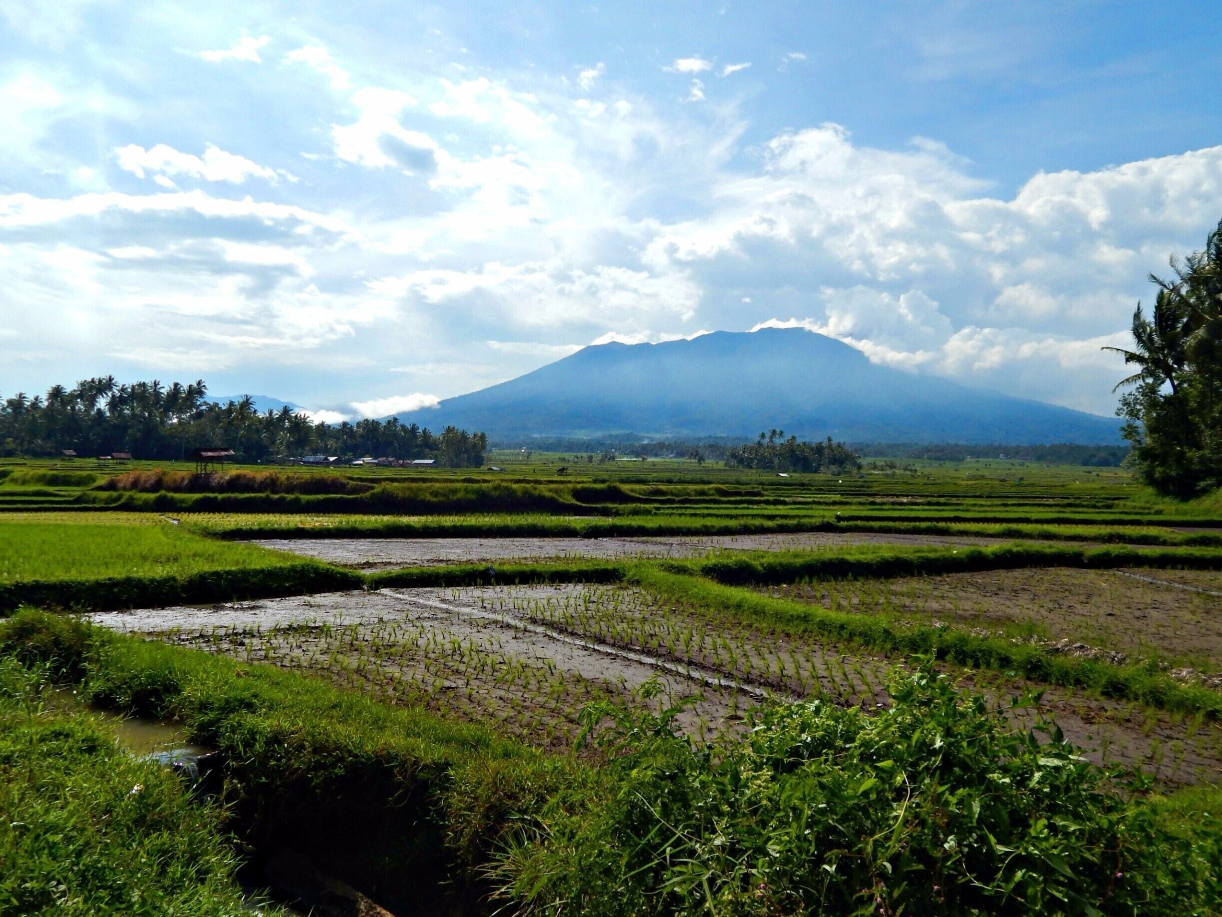 Seen in a village in Padang, West Sumatra, Indonesia. 