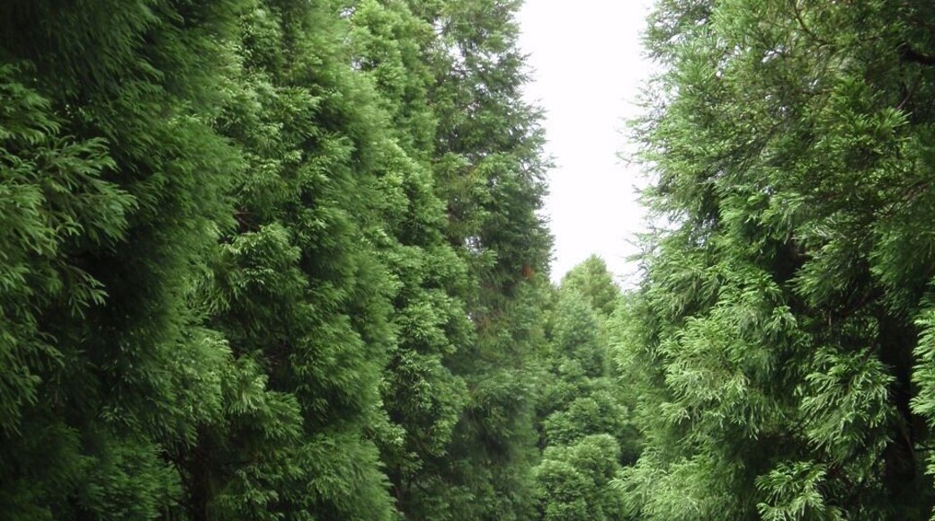 Criptomeria tree growing on Azores island. There is lush green nature on this volcanic island. Great for hikers and nature lovers.
