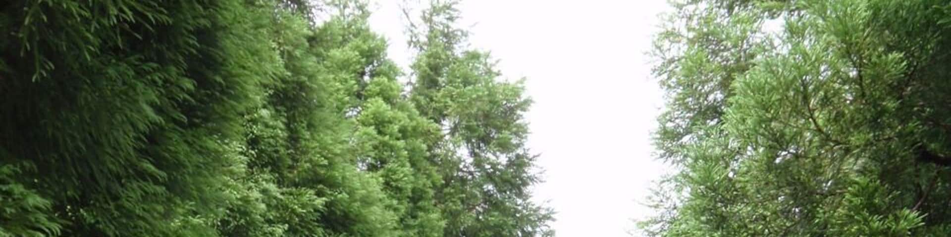 Criptomeria tree growing on Azores island. There is lush green nature on this volcanic island. Great for hikers and nature lovers.