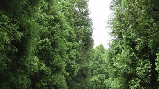 Criptomeria tree growing on Azores island. There is lush green nature on this volcanic island. Great for hikers and nature lovers.