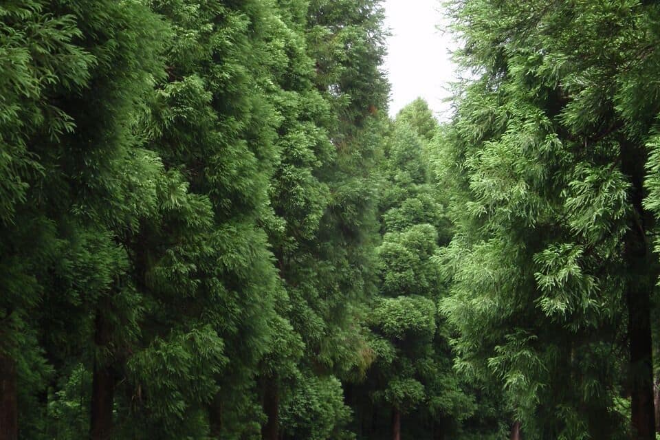 Uma trilha arborizada cercada por altas árvores perenes.