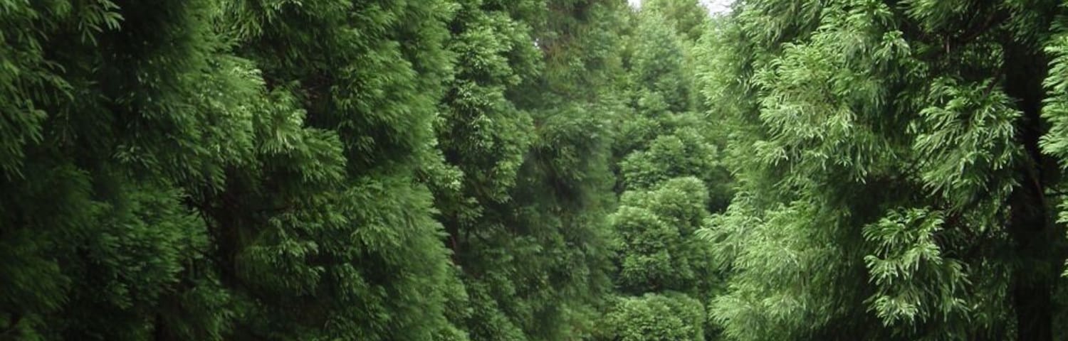 Criptomeria tree growing on Azores island. There is lush green nature on this volcanic island. Great for hikers and nature lovers.