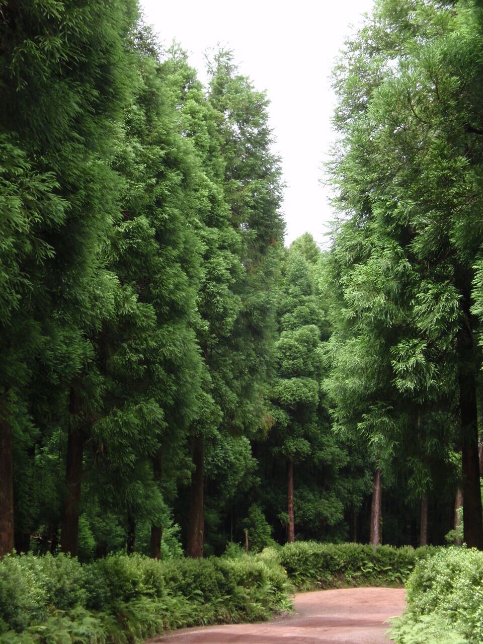 A forested path surrounded by tall evergreen trees.