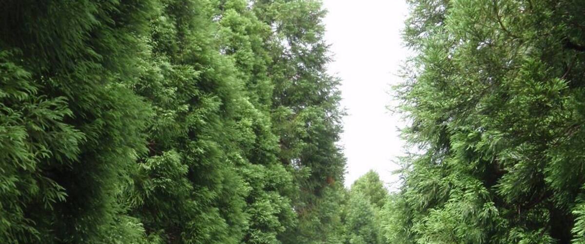 A forested path surrounded by tall evergreen trees.