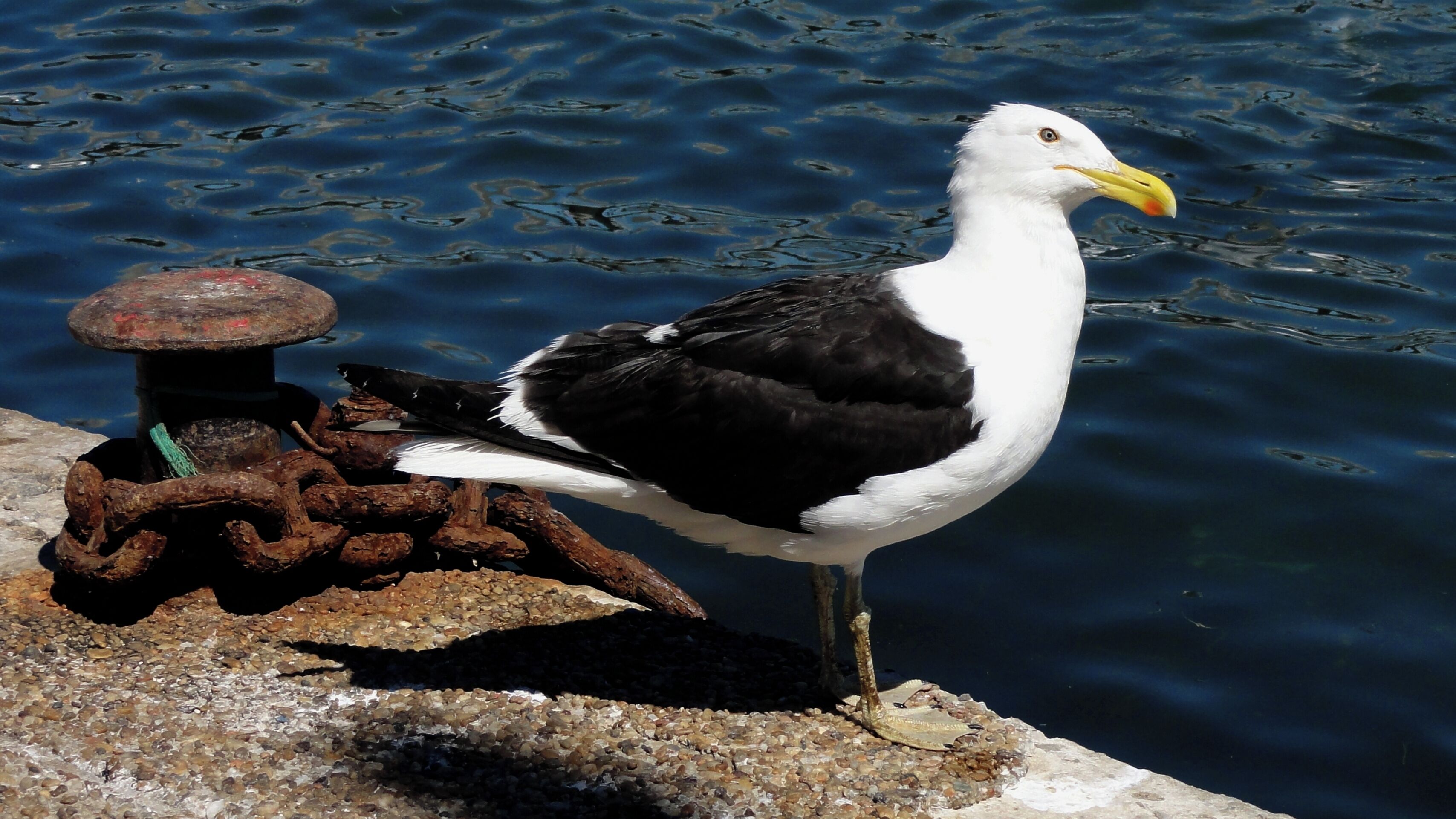 #puntadeleste #uruguay

Em frente ao Iate Clube Punta del Este existe uma área reservada aos barcos de pescadores. É nesta área que se encontram leões marinhos e gaivotas que se alimentam dos restos de peixe jogados ao mar pelos pescadores. É um espetáculo imperdível.

In front of the Yacht Club Punta del Este there is an area reserved for fishing boats. It is in this area that are sea lions and seagulls that feed on the remains of fish thrown to the sea by fishermen. It is a must see.